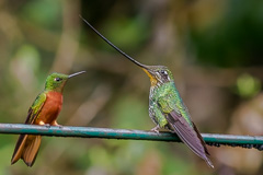 Sword-billed Hummingbird